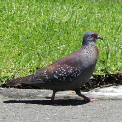 Columba guinea phaeonota