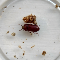 Uloma culinaris