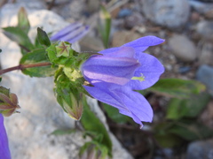 Campanula pelviformis