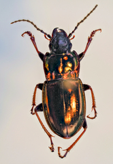 Pterostichus burmeisteri