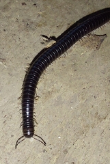 Tachypodoiulus niger