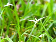 Rhynchospora colorata