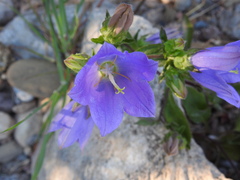 Campanula pelviformis