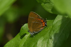 Satyrium pruni