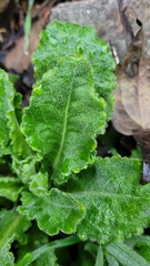 Pseudoturritis turrita