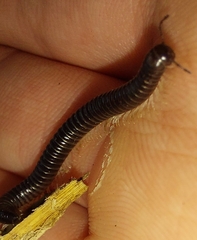 Tachypodoiulus niger