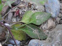 Campanula pelviformis