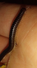 Tachypodoiulus niger