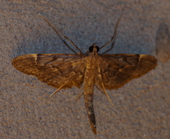 Duponchelia lanceolalis