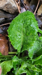 Pseudoturritis turrita