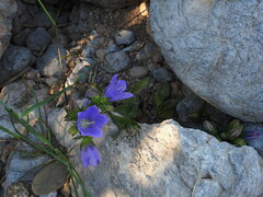 Campanula pelviformis