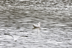 Larus hyperboreus