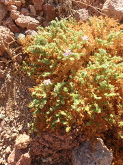 Fagonia mollis