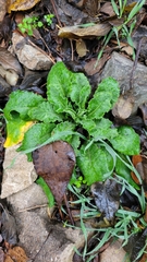 Pseudoturritis turrita