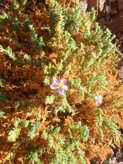 Fagonia mollis