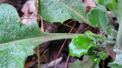 Pseudoturritis turrita