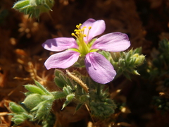 Fagonia mollis