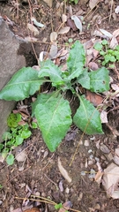 Pseudoturritis turrita