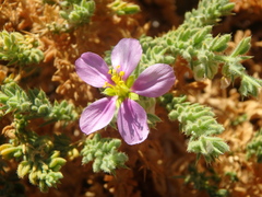 Fagonia mollis