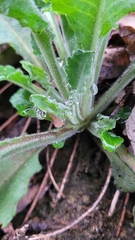 Pseudoturritis turrita