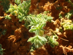 Fagonia mollis