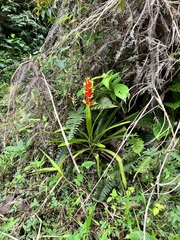 Guzmania donnell-smithii