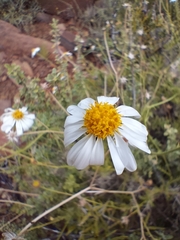 Felicia muricata
