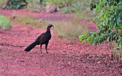 Penelope superciliaris