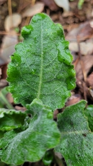 Pseudoturritis turrita