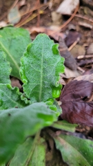 Pseudoturritis turrita