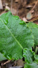 Pseudoturritis turrita