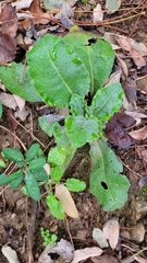 Pseudoturritis turrita