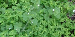 Veronica cymbalaria
