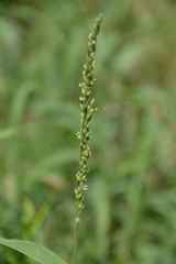 Urochloa texana