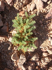 Fagonia mollis