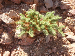 Fagonia mollis