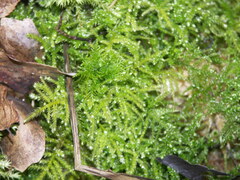Eurhynchium