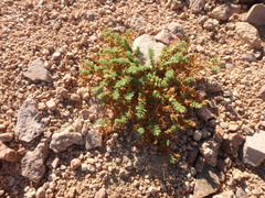 Fagonia mollis