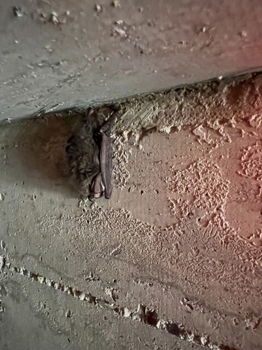 Rafinesque's Big-eared Bat photographed in Arkansas
