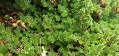 Selaginella eremophila