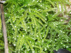 Eurhynchium