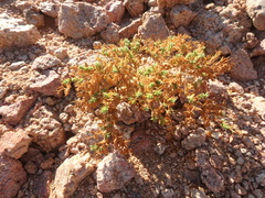 Fagonia mollis