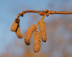 Corylus