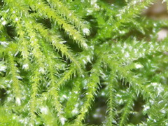 Eurhynchium