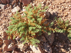 Fagonia mollis