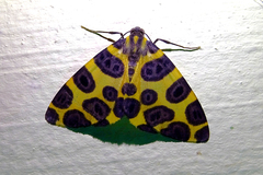 Pantherodes