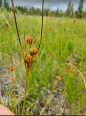 Juncus dudleyi
