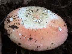 Russula flavisiccans