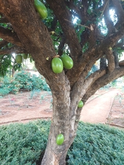 Crescentia cujete
