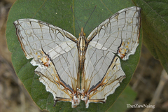 Cyrestis thyodamas thyodamas